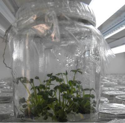 江蘇草莓苗-江蘇草莓苗|江蘇草莓苗基地1-江蘇草莓|江蘇草莓供應|江蘇草莓基地 (江蘇草莓基地,江蘇草莓供應,江蘇草莓,邳州草莓,江蘇銀杏苗木,江蘇銀杏苗) 公司產品(生意通網站,商業搜索,網絡推廣)|金泉網商務網站